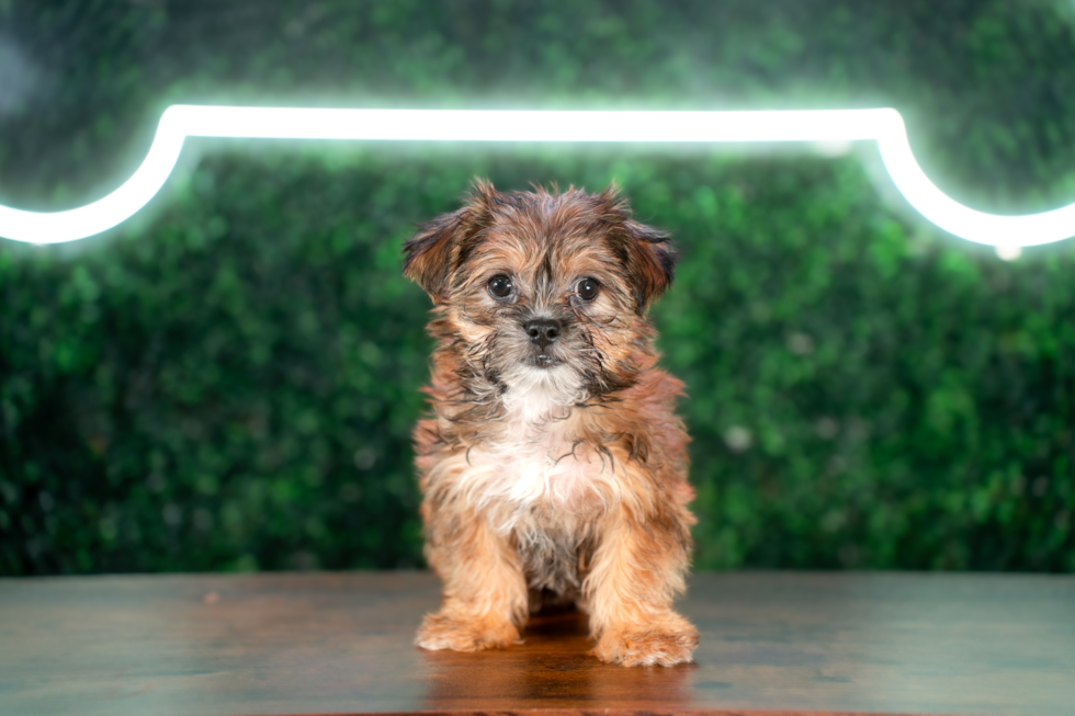 Shorkie Pup Being Cute