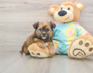 6 week old Shorkie Puppy For Sale - Puppy Love PR