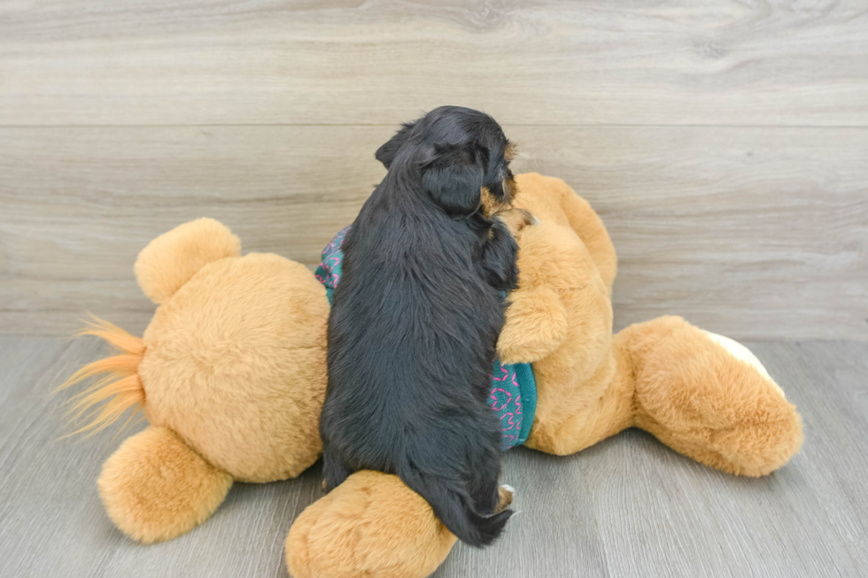 Playful Shorkie Tzu Designer Puppy