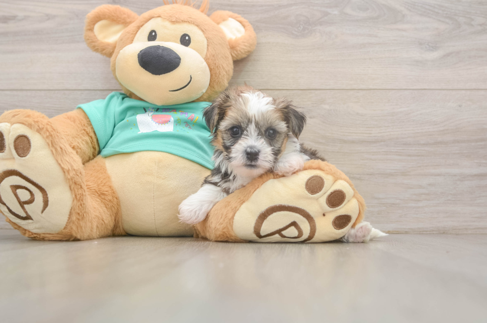 6 week old Shorkie Puppy For Sale - Puppy Love PR