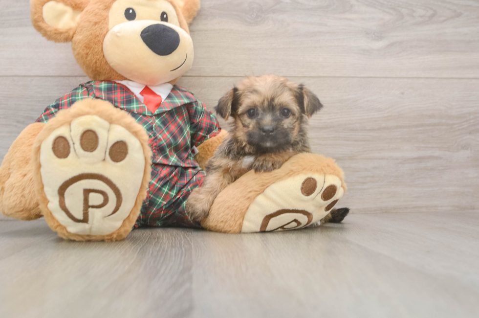 5 week old Shorkie Puppy For Sale - Puppy Love PR