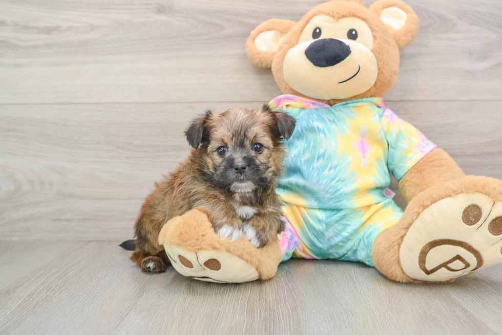 Petite Shorkie Designer Pup