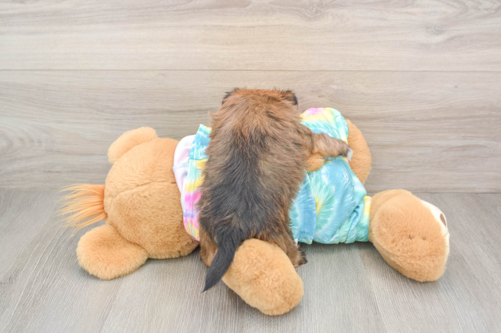 Adorable Shorkie Tzu Designer Puppy