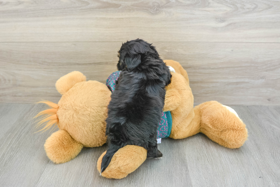 Shorkie Puppy for Adoption