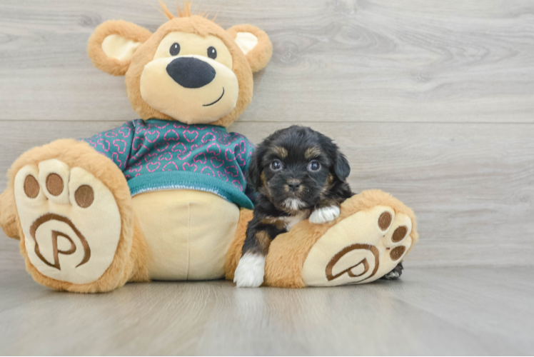 Meet Chesney - our Shorkie Puppy Photo 1/3 - Puppy Love PR Fluffy Shorkie Designer Pup