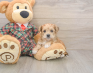 5 week old Shorkie Puppy For Sale - Puppy Love PR
