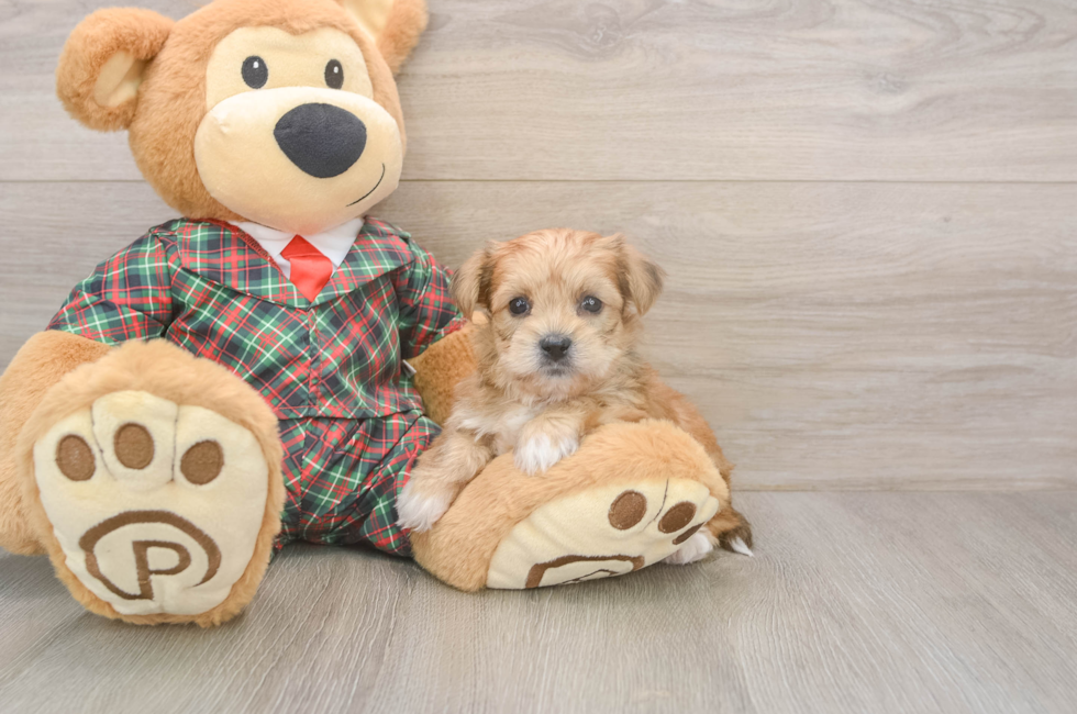 5 week old Shorkie Puppy For Sale - Puppy Love PR