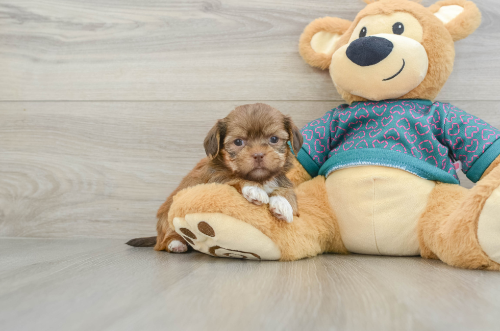 5 week old Shorkie Puppy For Sale - Puppy Love PR