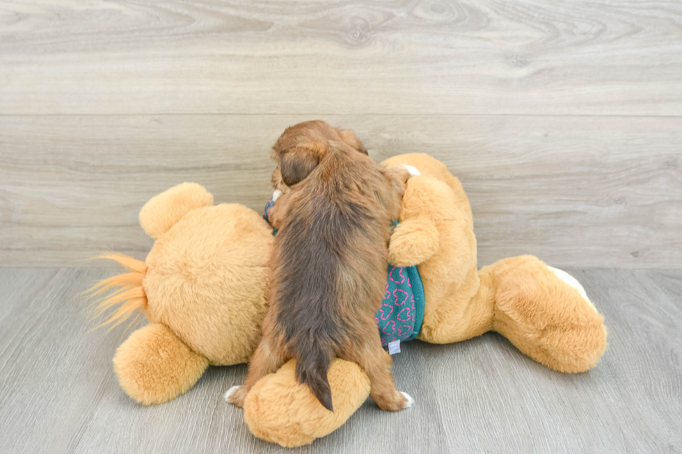 Adorable Shorkie Tzu Designer Puppy