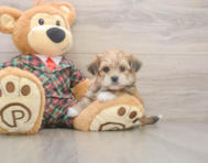 5 week old Shorkie Puppy For Sale - Puppy Love PR