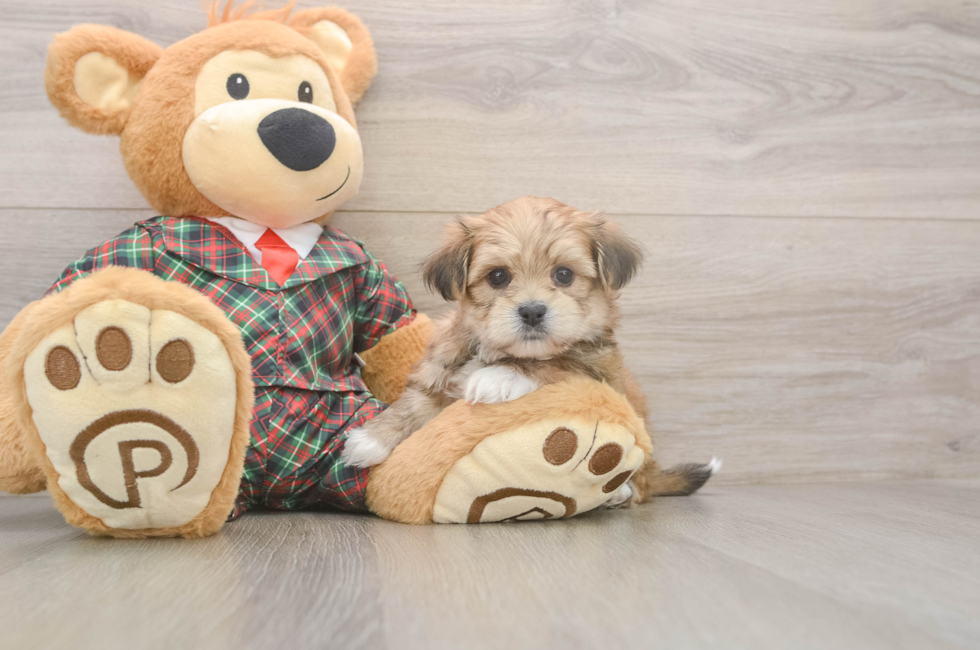 5 week old Shorkie Puppy For Sale - Puppy Love PR