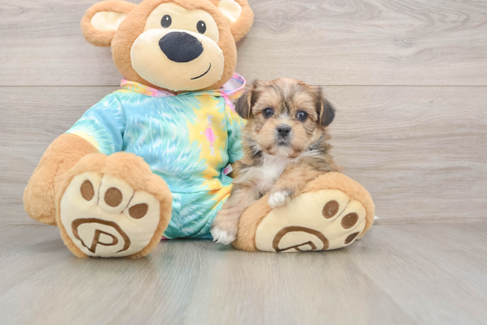 Smart Shorkie Designer Pup