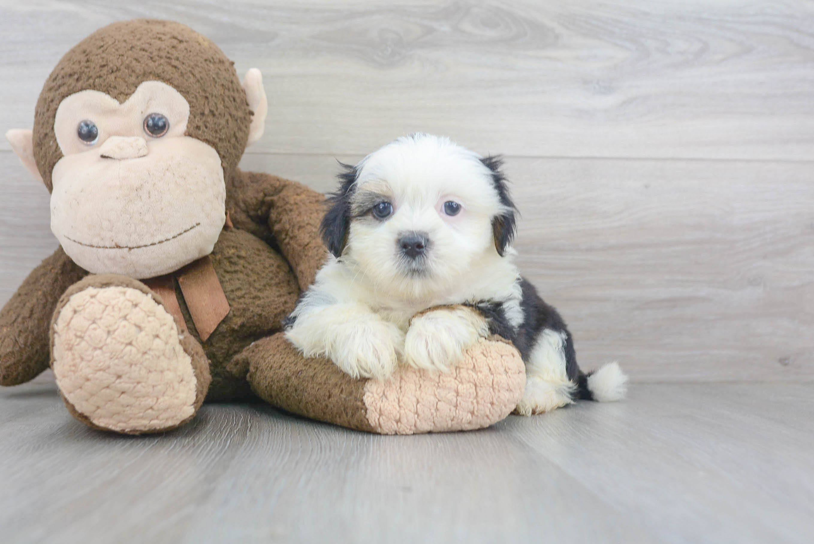 Cute Shorkie Designer Puppy