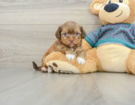 5 week old Shorkie Puppy For Sale - Puppy Love PR