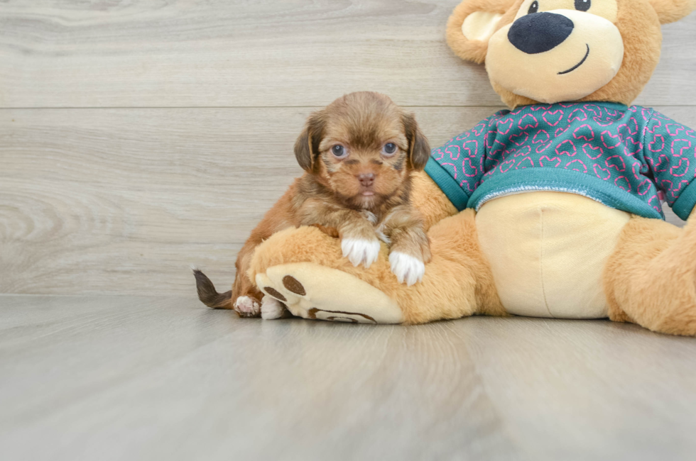 5 week old Shorkie Puppy For Sale - Puppy Love PR