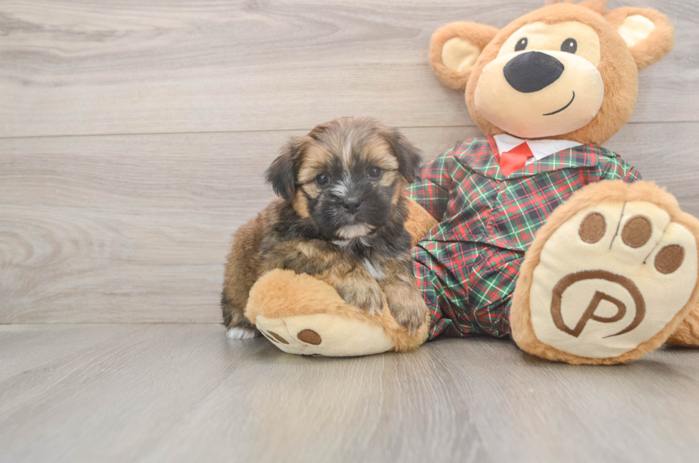 5 week old Shorkie Puppy For Sale - Puppy Love PR