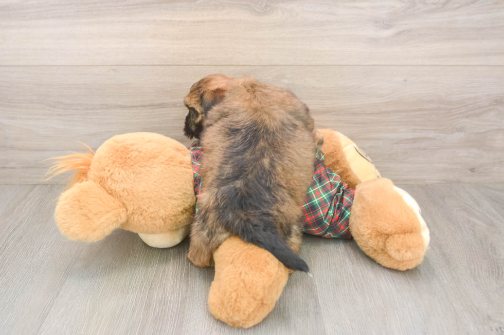 Shorkie Pup Being Cute