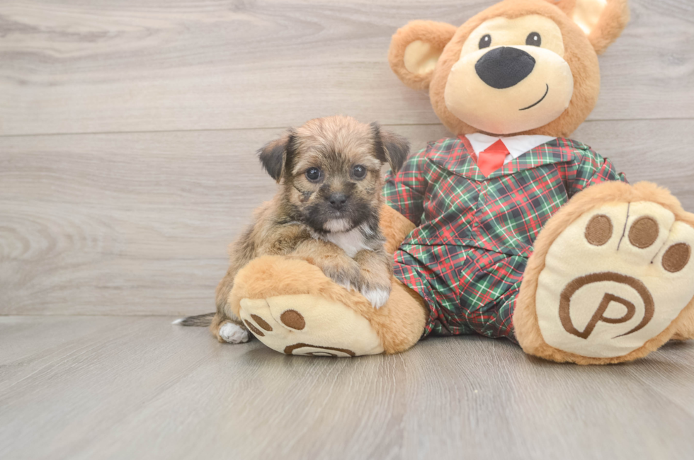5 week old Shorkie Puppy For Sale - Puppy Love PR
