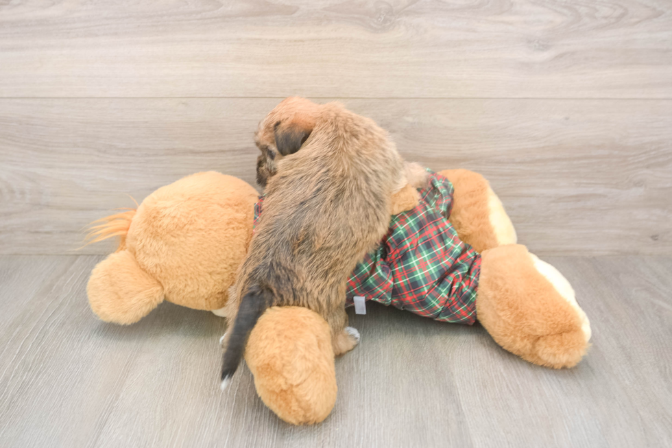 Shorkie Puppy for Adoption