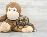 5 week old Shorkie Puppy For Sale - Puppy Love PR