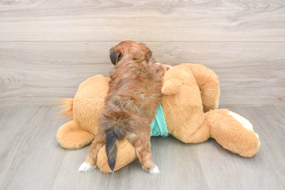 Funny Shorkie Designer Pup