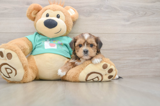 Playful Shorkie Tzu Designer Puppy