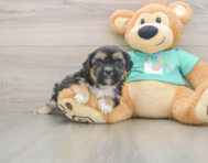 5 week old Shorkie Puppy For Sale - Puppy Love PR