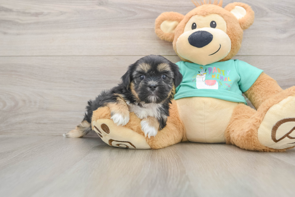 Shorkie Puppy for Adoption