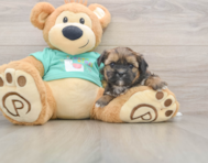 5 week old Shorkie Puppy For Sale - Puppy Love PR