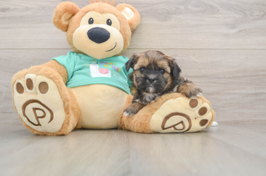Sweet Shorkie Baby
