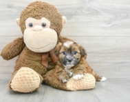 5 week old Shorkie Puppy For Sale - Puppy Love PR
