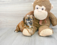 5 week old Shorkie Puppy For Sale - Puppy Love PR
