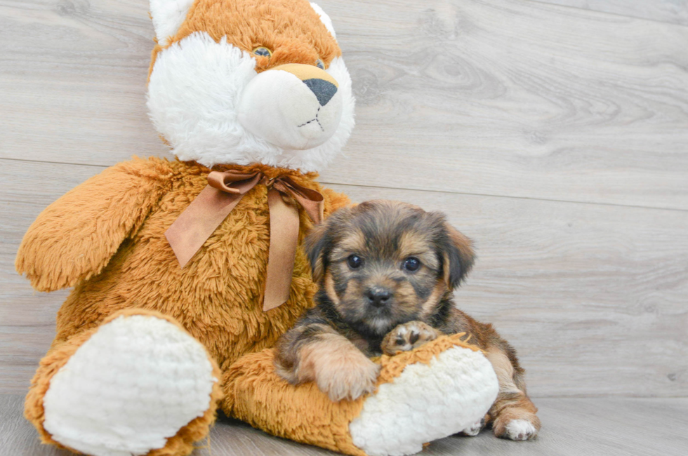 5 week old Shorkie Puppy For Sale - Puppy Love PR