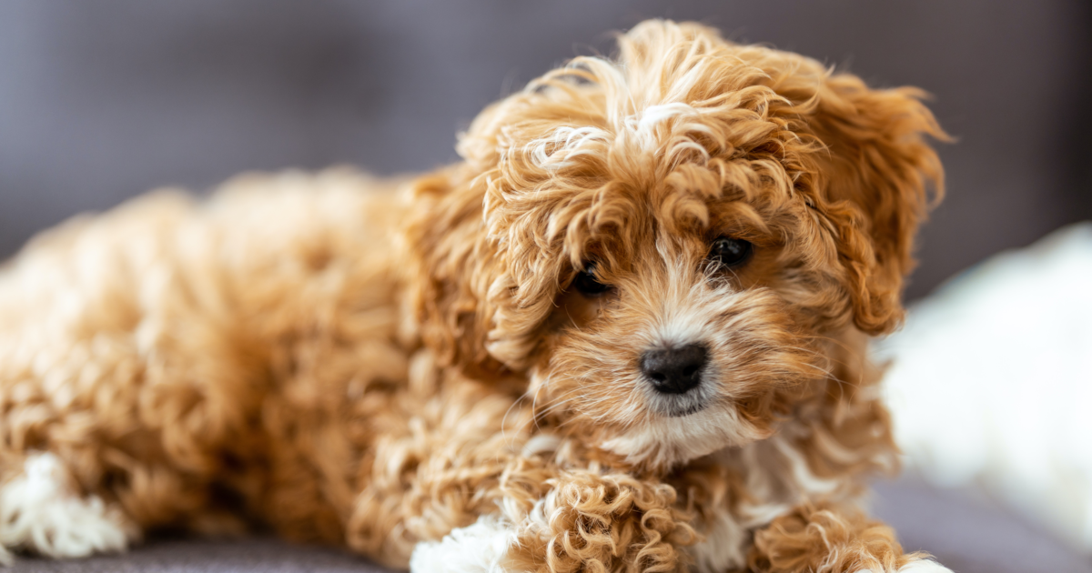 son cavapoos buenas mascotas