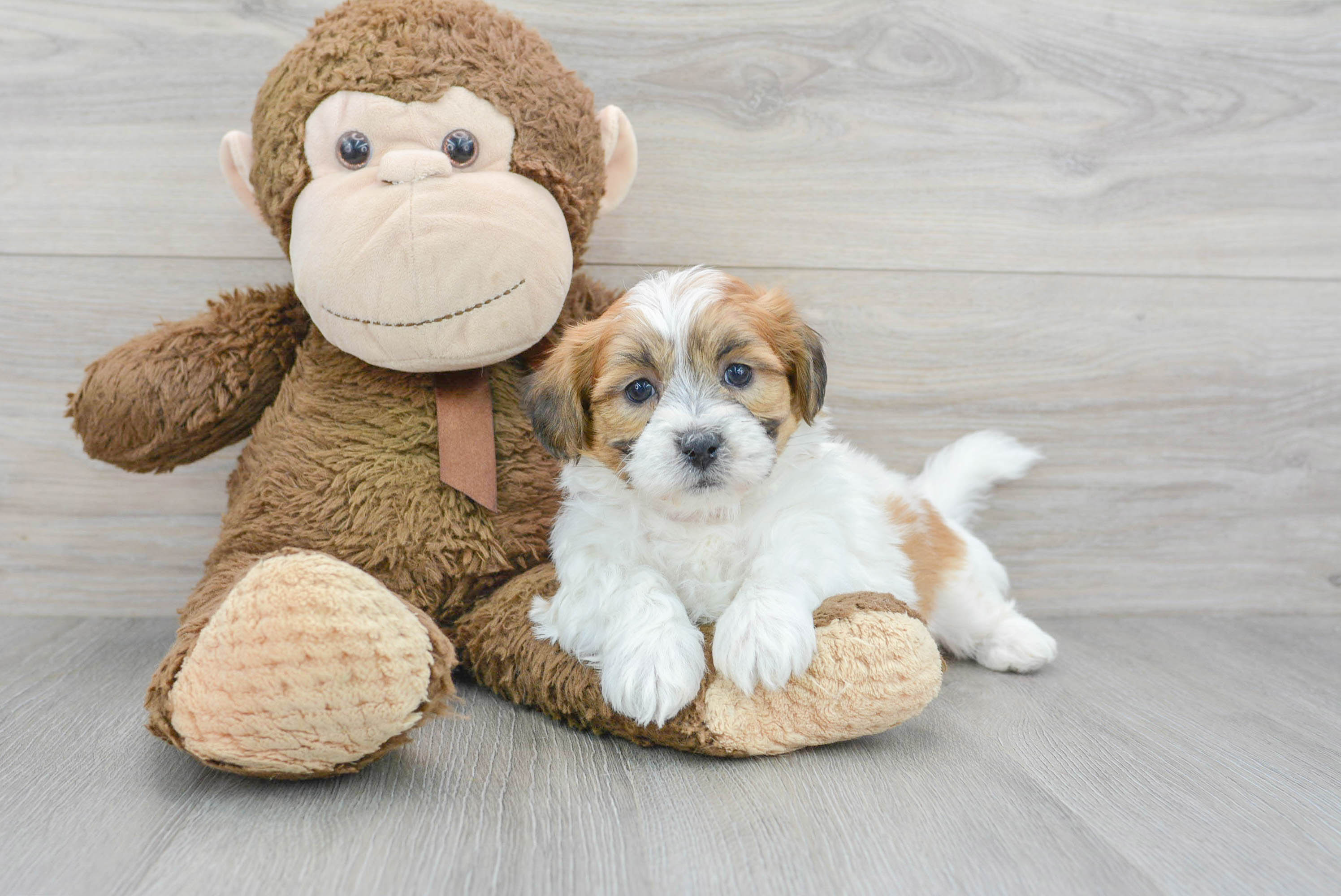 Teddy Bear Pup Being Cute