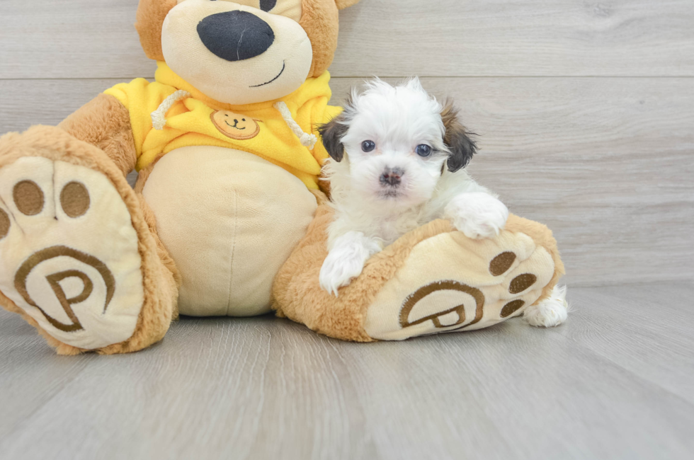 6 week old Teddy Bear Puppy For Sale - Puppy Love PR