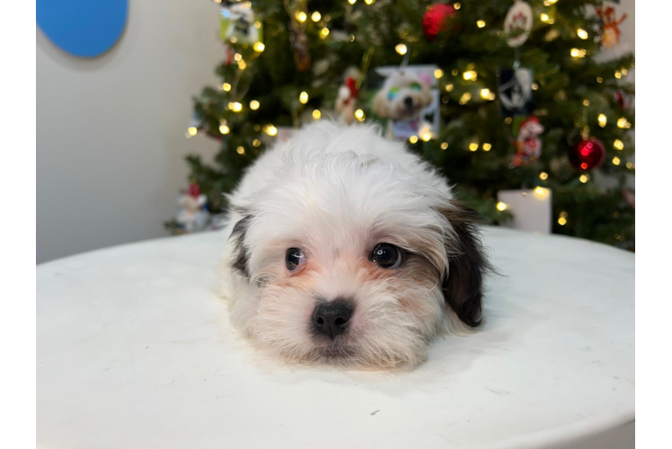 Teddy Bear Pup Being Cute