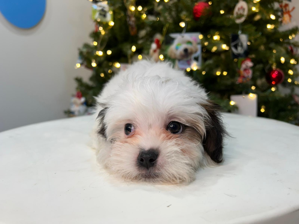 Teddy Bear Pup Being Cute