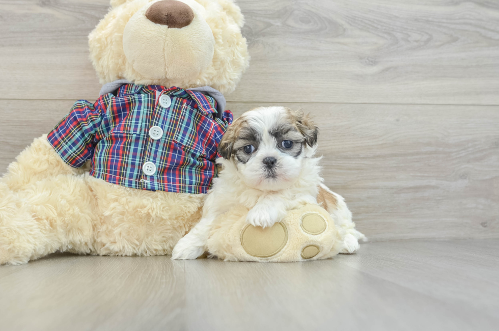 6 week old Teddy Bear Puppy For Sale - Puppy Love PR