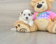 7 week old Teddy Bear Puppy For Sale - Puppy Love PR