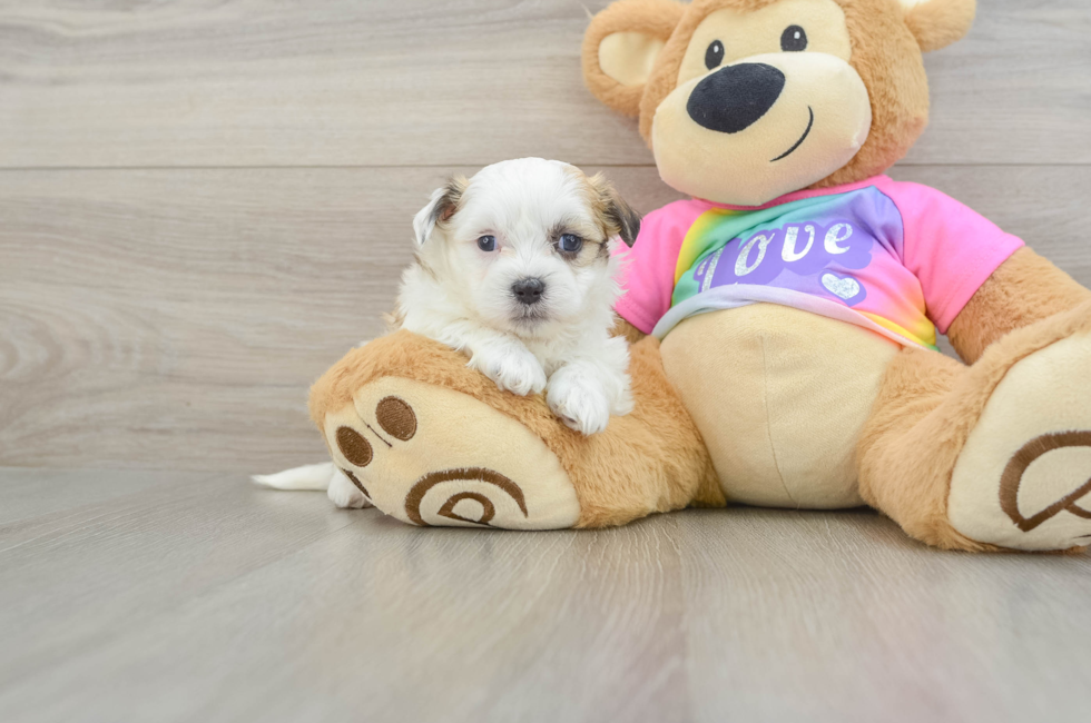 5 week old Teddy Bear Puppy For Sale - Puppy Love PR