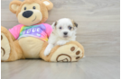Teddy Bear Puppy for Adoption