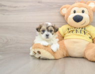 5 week old Teddy Bear Puppy For Sale - Puppy Love PR