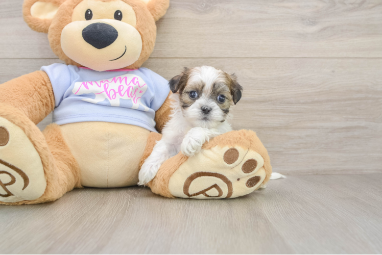 Cute Teddy Bear Baby