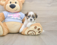 8 week old Teddy Bear Puppy For Sale - Puppy Love PR