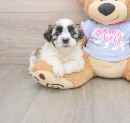 5 week old Teddy Bear Puppy For Sale - Puppy Love PR
