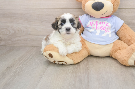 Sweet Teddy Bear Baby