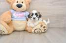 Best Teddy Bear Baby