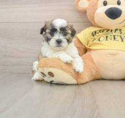 8 week old Teddy Bear Puppy For Sale - Puppy Love PR