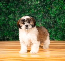 10 week old Teddy Bear Puppy For Sale - Puppy Love PR